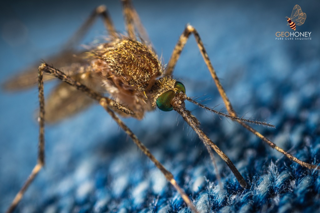 The Honey Bee Virus Has Been Discovered In Mosquitos